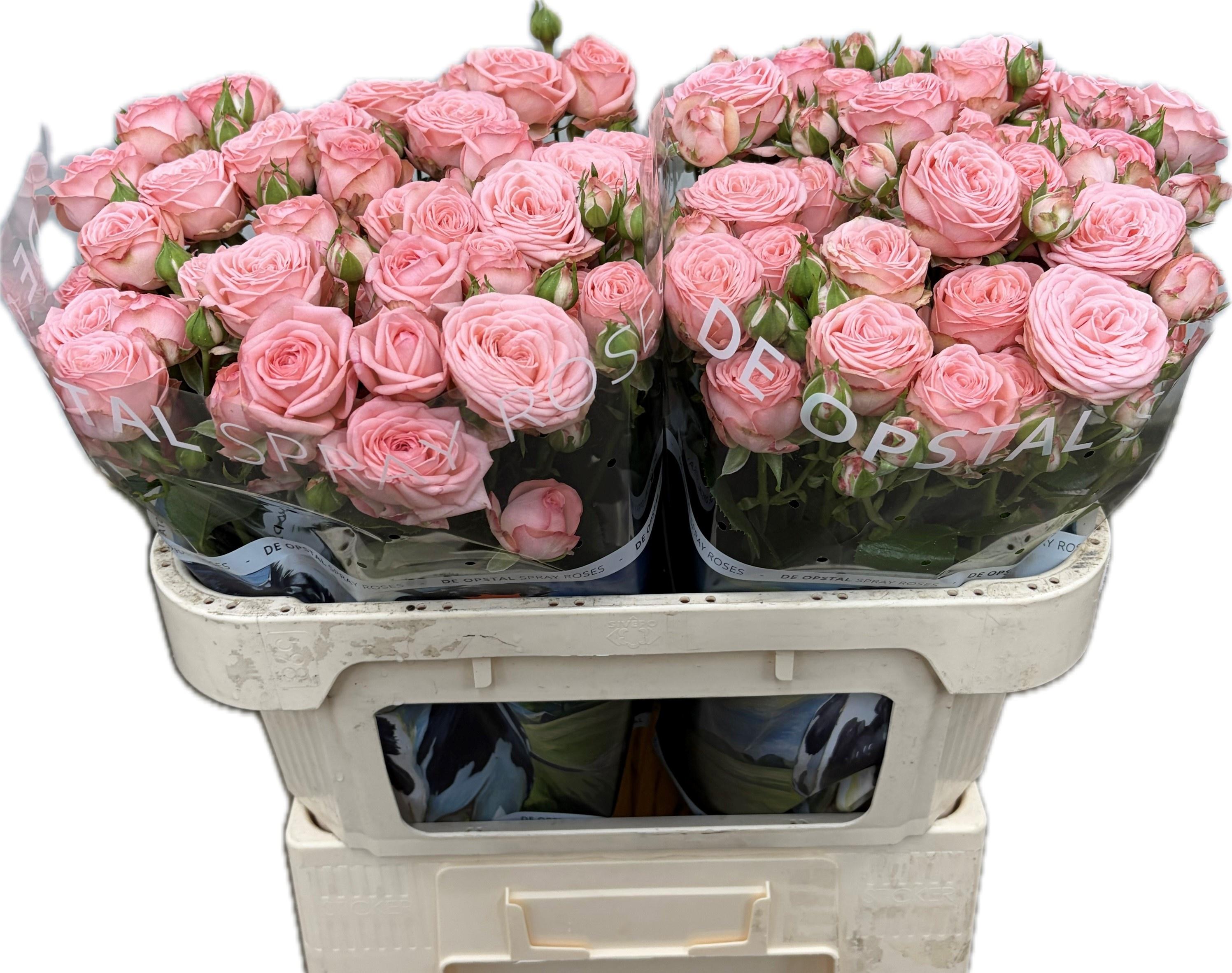 Срезанные цветы оптом Rosa spray amira! от 20шт из Голландии с доставкой по России