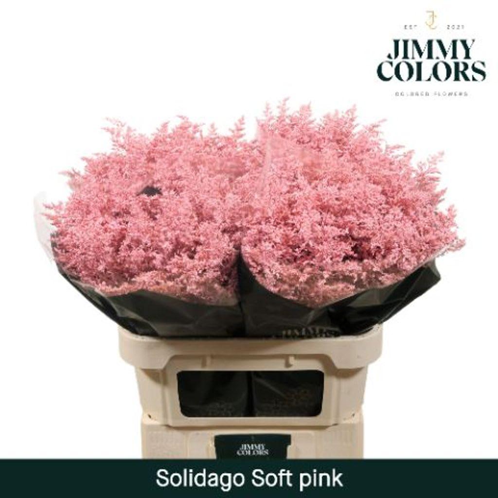 Срезанные цветы оптом Solidago paint soft pink от 100шт из Голландии с доставкой по России