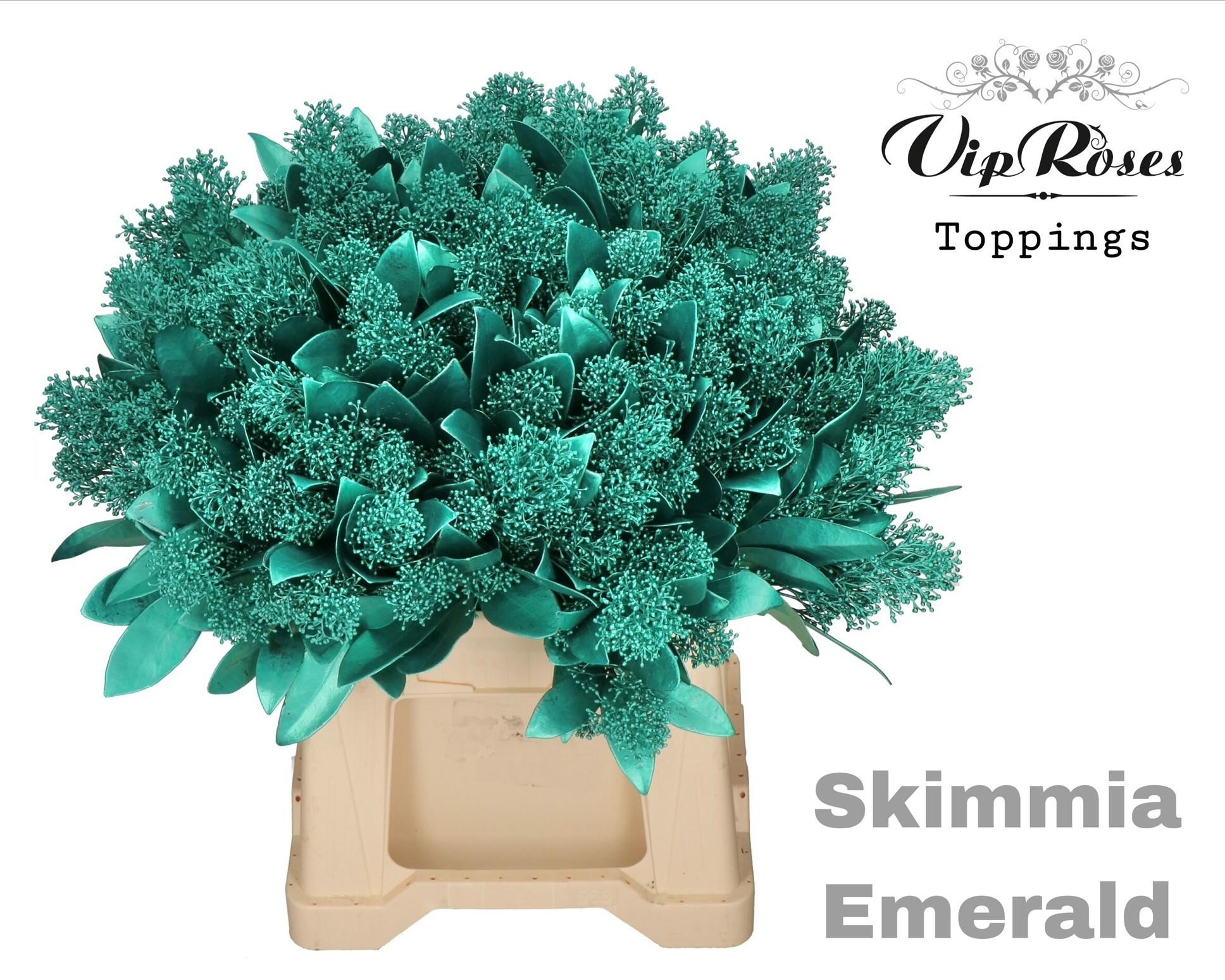 Срезанные цветы оптом Skimmia paint emerald от 10шт из Голландии с доставкой по России