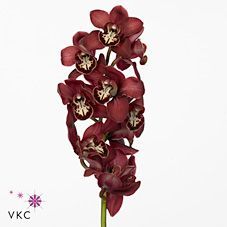 Срезанные цветы оптом Cymbidium red flameflor от 12шт из Голландии с доставкой по России