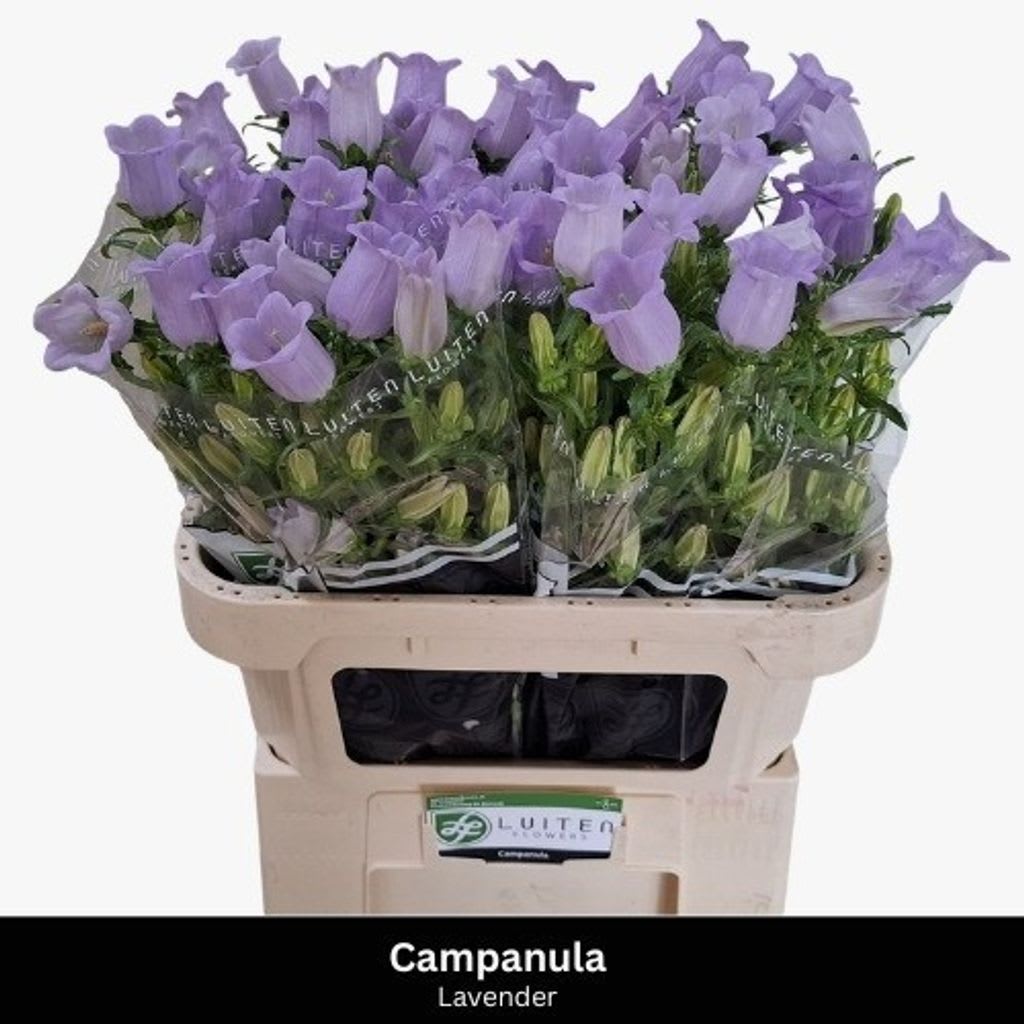 Срезанные цветы оптом Campanula medium champion lavender от 50шт. из Голландии с доставкой по России