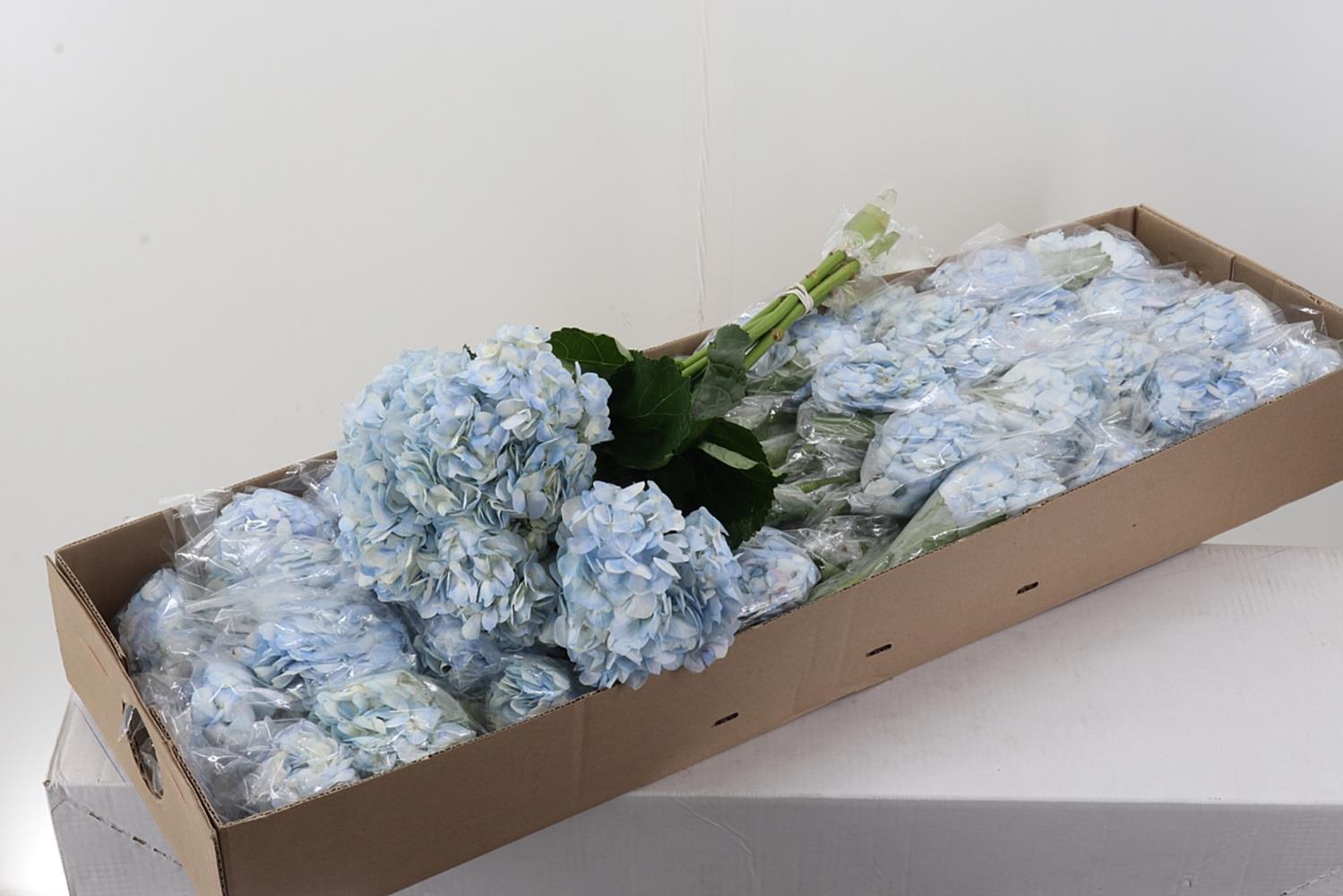 Срезанные цветы оптом Hydrangea от 35шт из Голландии с доставкой по России