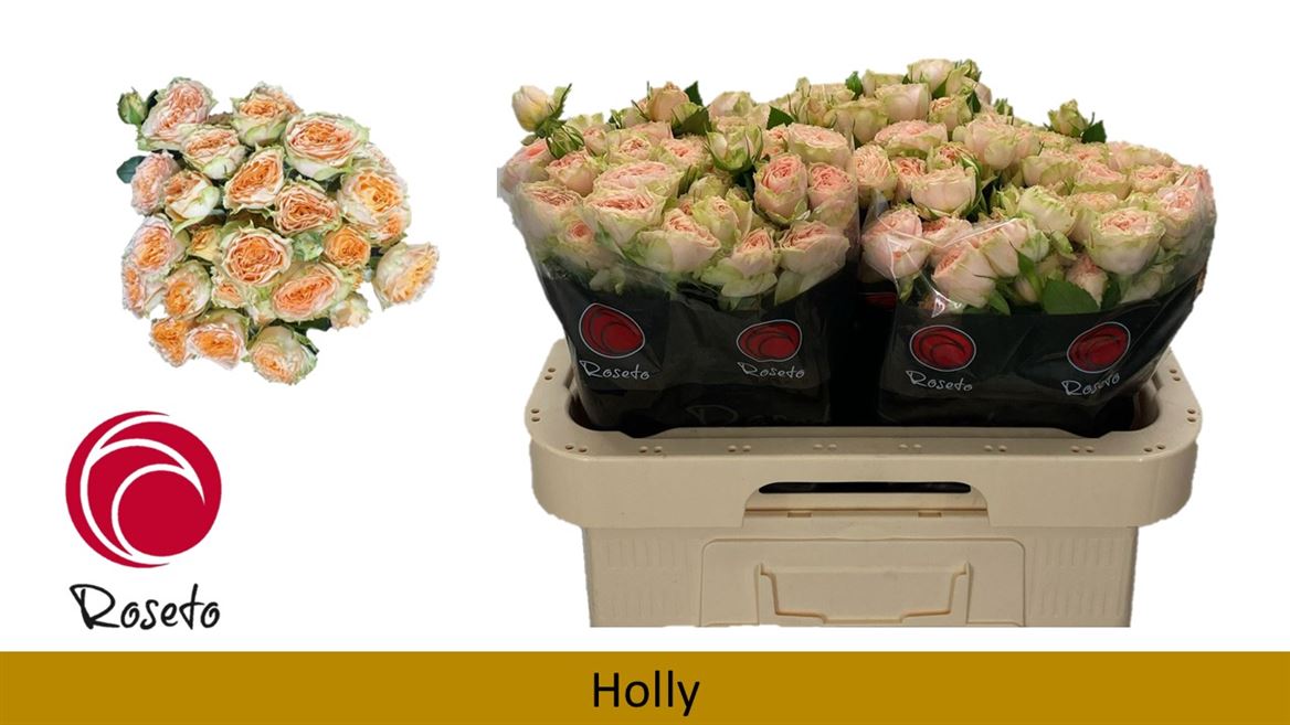 Срезанные цветы оптом Rosa spray holly от 30шт из Голландии с доставкой по России