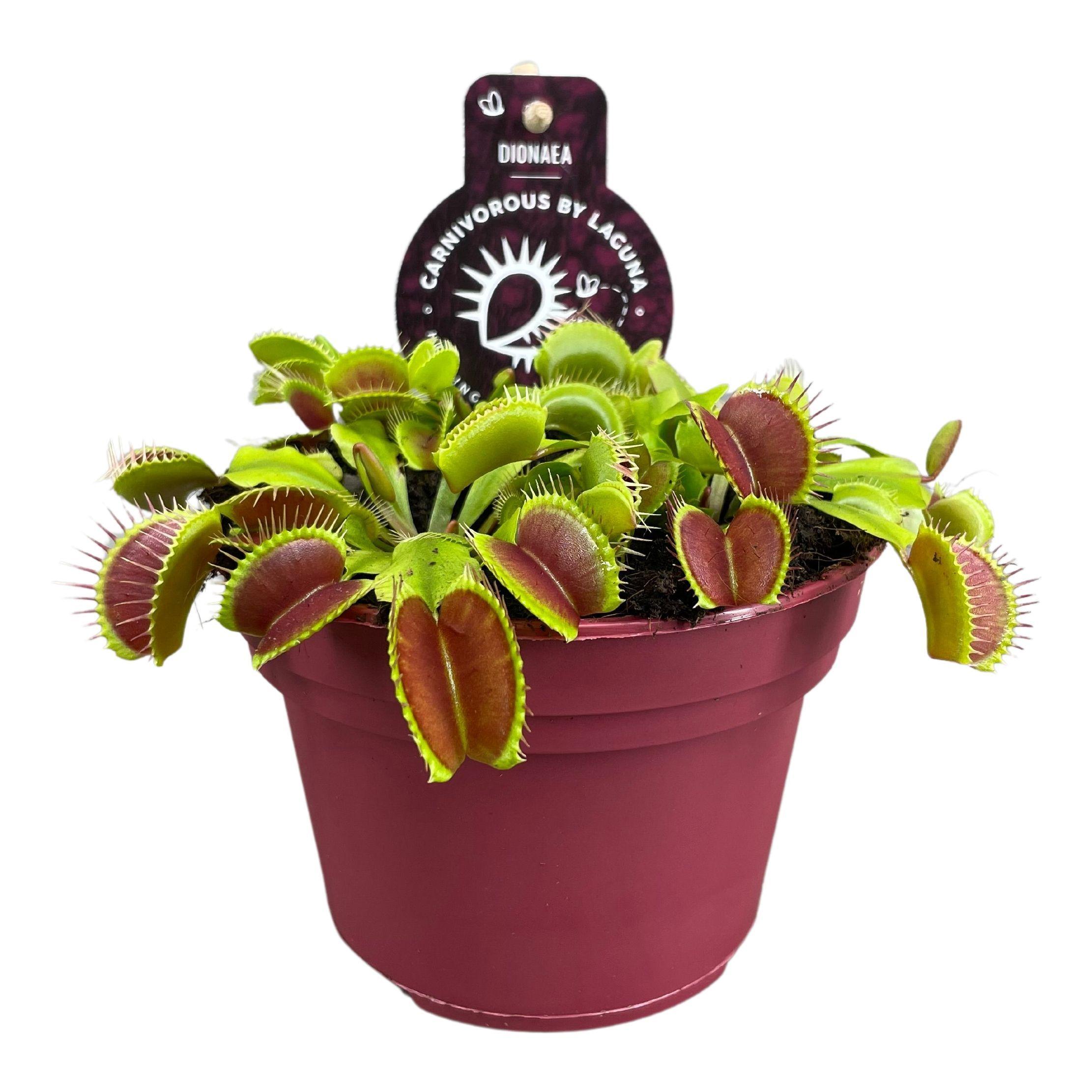 Горшечные цветы и растения оптом Dionaea Muscipula от 6шт из Голландии с доставкой по России