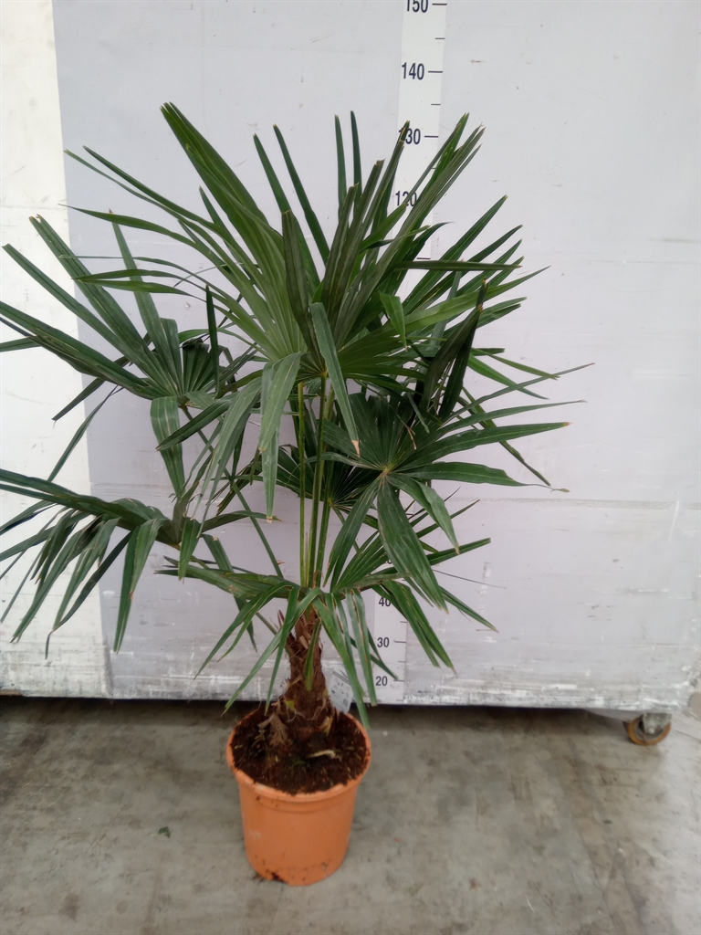 Горшечные цветы и растения оптом Trachycarpus Fortunei от 1шт из Голландии с доставкой по России