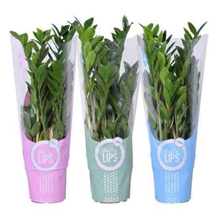 Горшечные цветы и растения оптом Zamioculcas Zanzibar 8+ In Sleeve (morelips) от 6шт из Голландии с доставкой по России