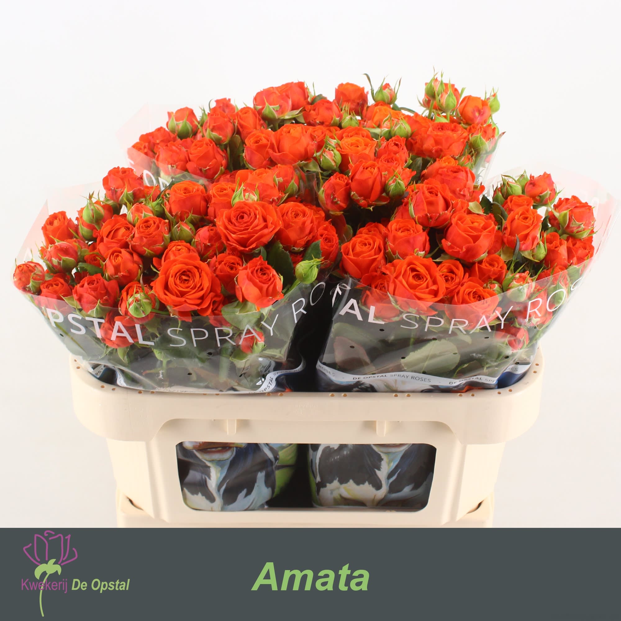 Срезанные цветы оптом Rosa spray amata от 30шт из Голландии с доставкой по России