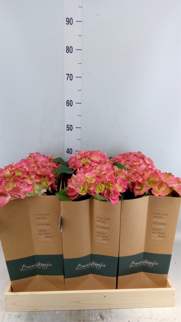 Горшечные цветы и растения оптом Hydrangea Mac.   ... от 6шт из Голландии с доставкой по России