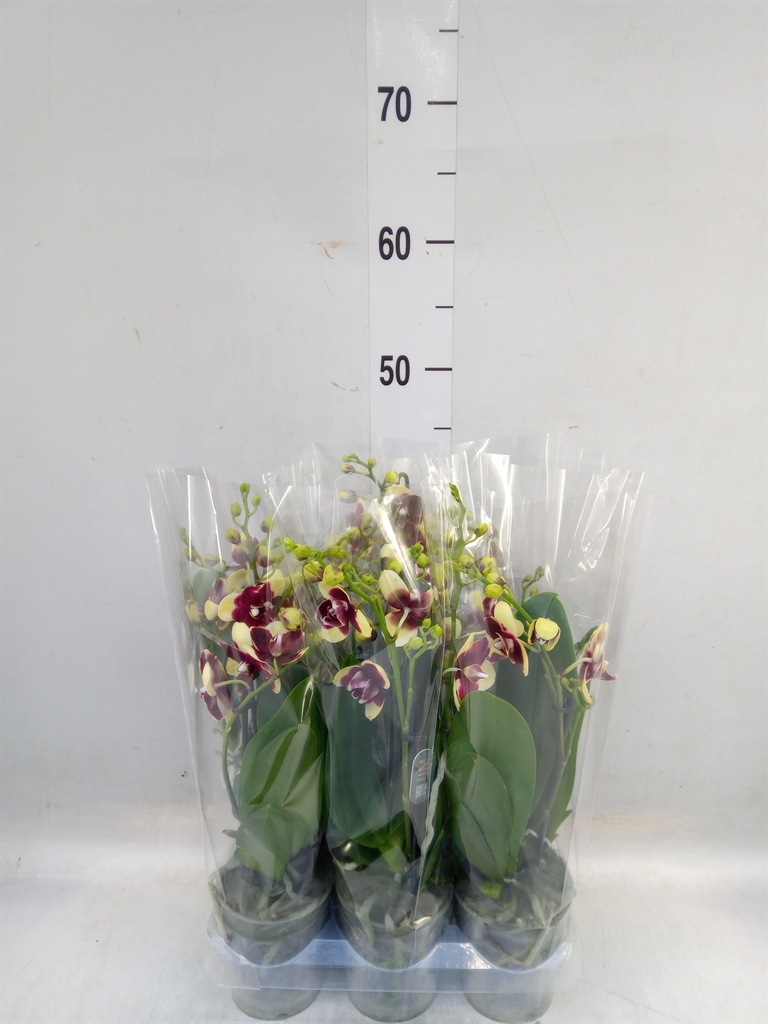 Горшечные цветы и растения оптом Phalaenopsis Multi.   ...yellow от 6шт (для телеги) из Голландии с доставкой по России