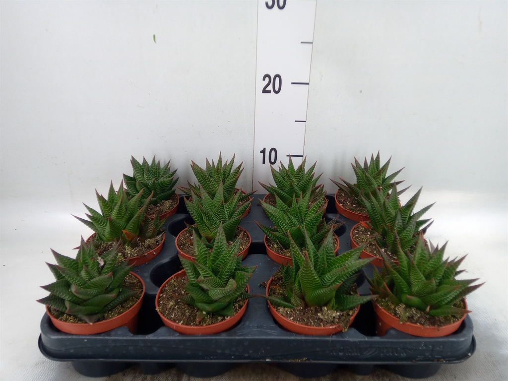 Горшечные цветы и растения оптом Haworthia Limifolia от 12шт (для телеги) из Голландии с доставкой по России
