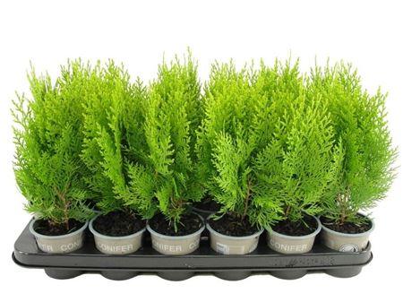 Горшечные цветы и растения оптом Platycladus Or Aurea Nana от 18шт (для телеги) из Голландии с доставкой по России