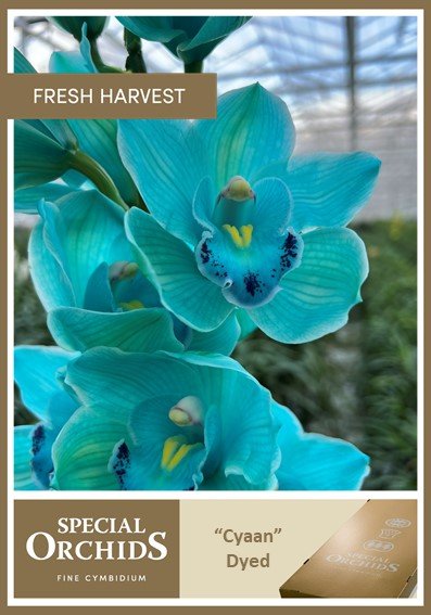 Срезанные цветы оптом Cymbidium paint cyaan от 16шт. из Голландии с доставкой по России