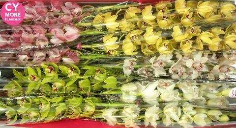 Срезанные цветы оптом Minicymbidium mix spring от 5шт. из Голландии с доставкой по России