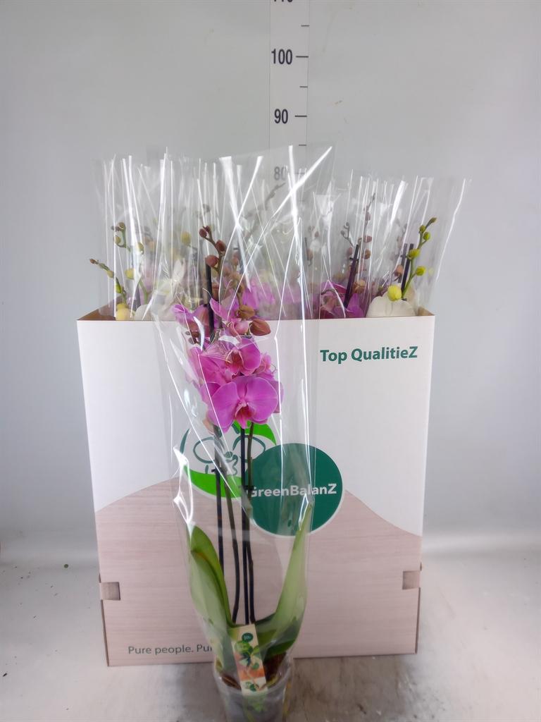 Горшечные цветы и растения оптом Phalaenopsis   ...mix от 12шт из Голландии с доставкой по России