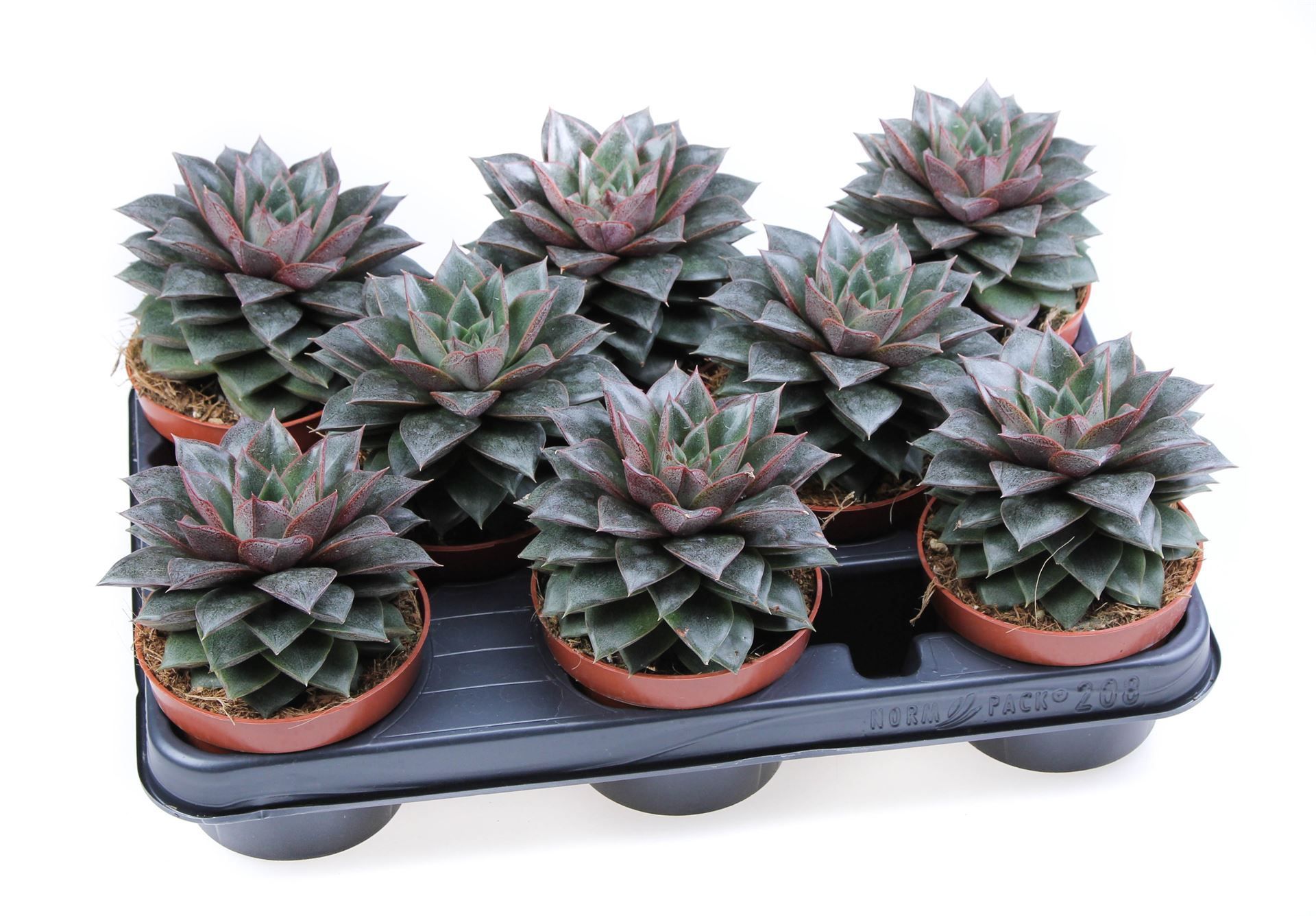 Горшечные цветы и растения оптом Echeveria Purpusorum от 8шт из Голландии с доставкой по России