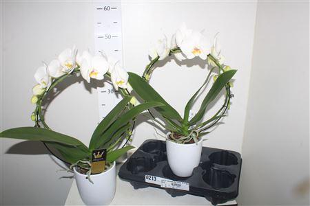 Горшечные цветы и растения оптом Phal El Cascade ** Mirror White 16+ Keramiek Wit от 2шт из Голландии с доставкой по России