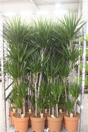 Горшечные цветы и растения оптом Dra Marginata 120-90-60-30-15 Cm от 1шт из Голландии с доставкой по России