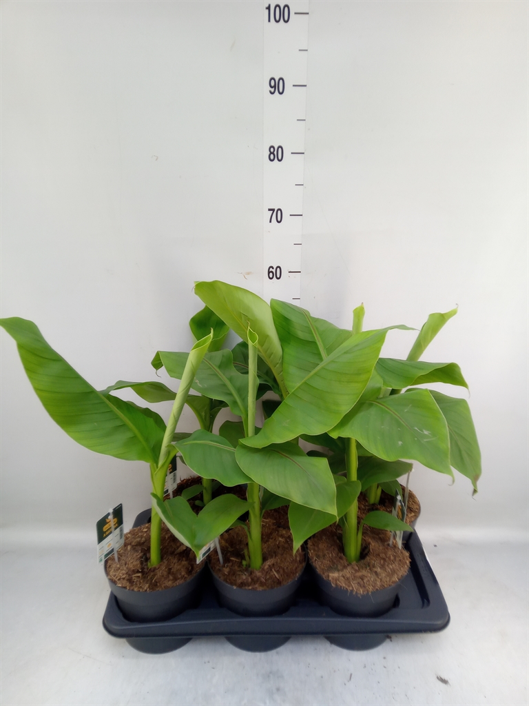 Горшечные цветы и растения оптом Musa Basjoo от 6шт из Голландии с доставкой по России