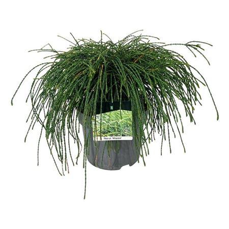 Горшечные цветы и растения оптом Thuja Plic Whipcord от 1шт из Голландии с доставкой по России