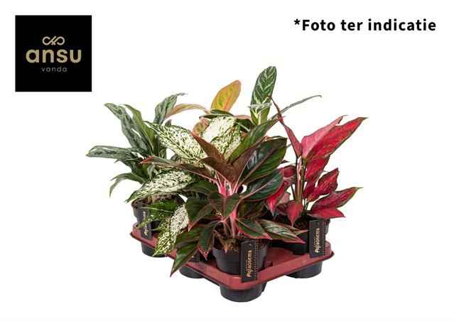 Горшечные цветы и растения оптом Aglaonema Mix от 6шт из Голландии с доставкой по России