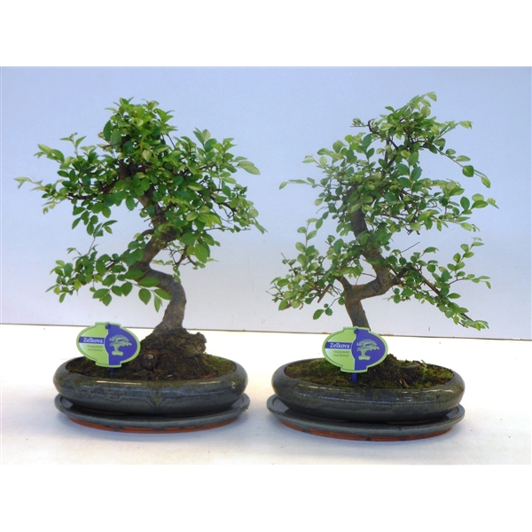 Горшечные цветы и растения оптом Bonsai Zelkova Parvifolia S-shape With Drip Tray от 4шт из Голландии с доставкой по России