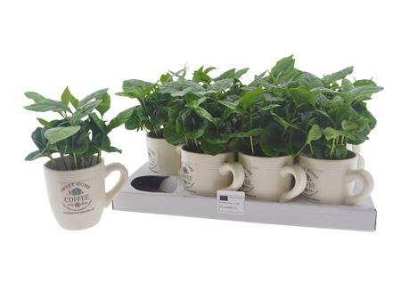 Горшечные цветы и растения оптом Coffea Arabica In Cups от 12шт (для телеги) из Голландии с доставкой по России