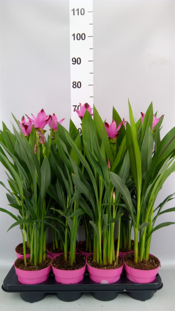 Горшечные цветы и растения оптом Curcuma Alism. siam Splash от 8шт из Голландии с доставкой по России