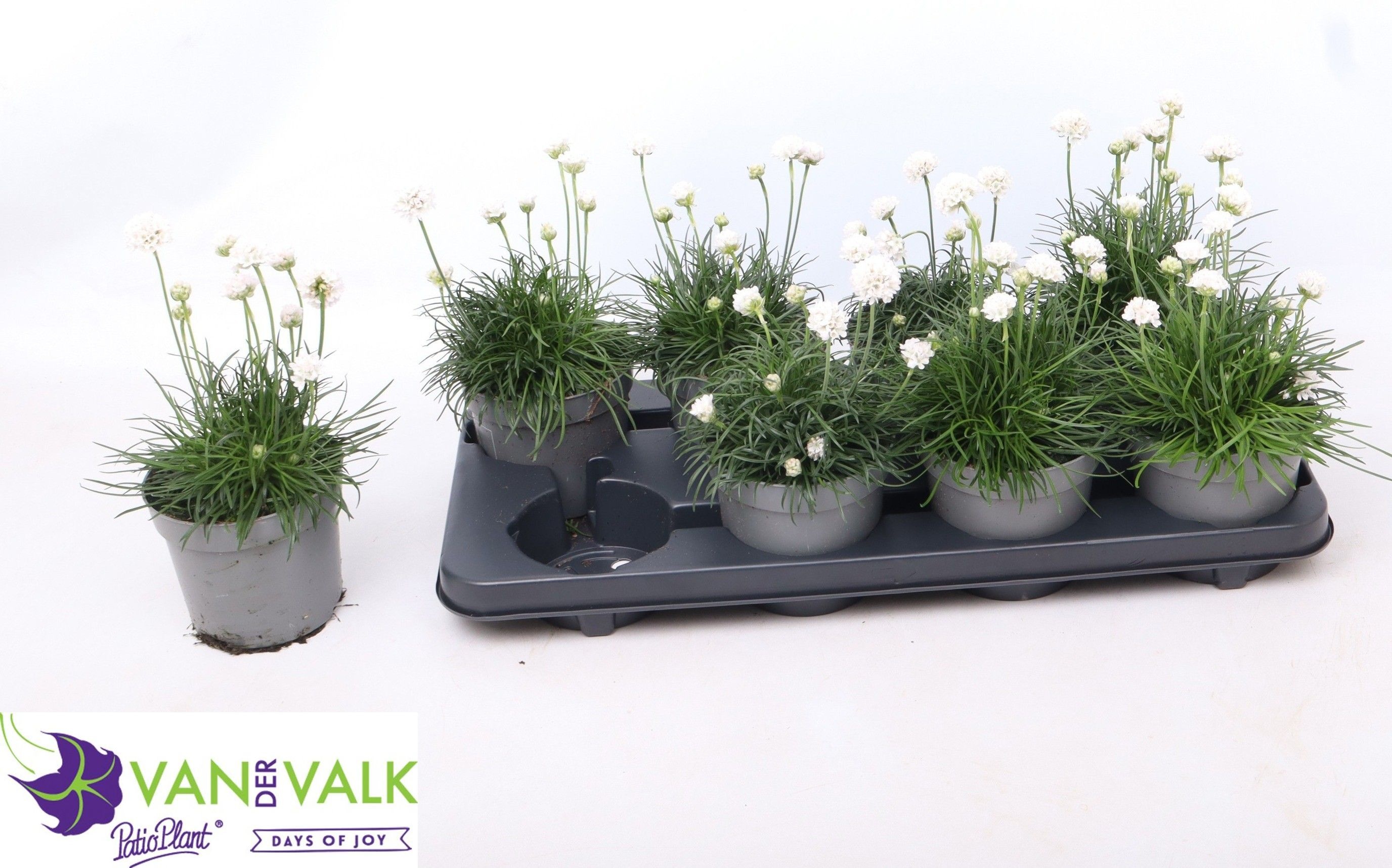 Горшечные цветы и растения оптом Arme Mar Armad White от 8шт из Голландии с доставкой по России