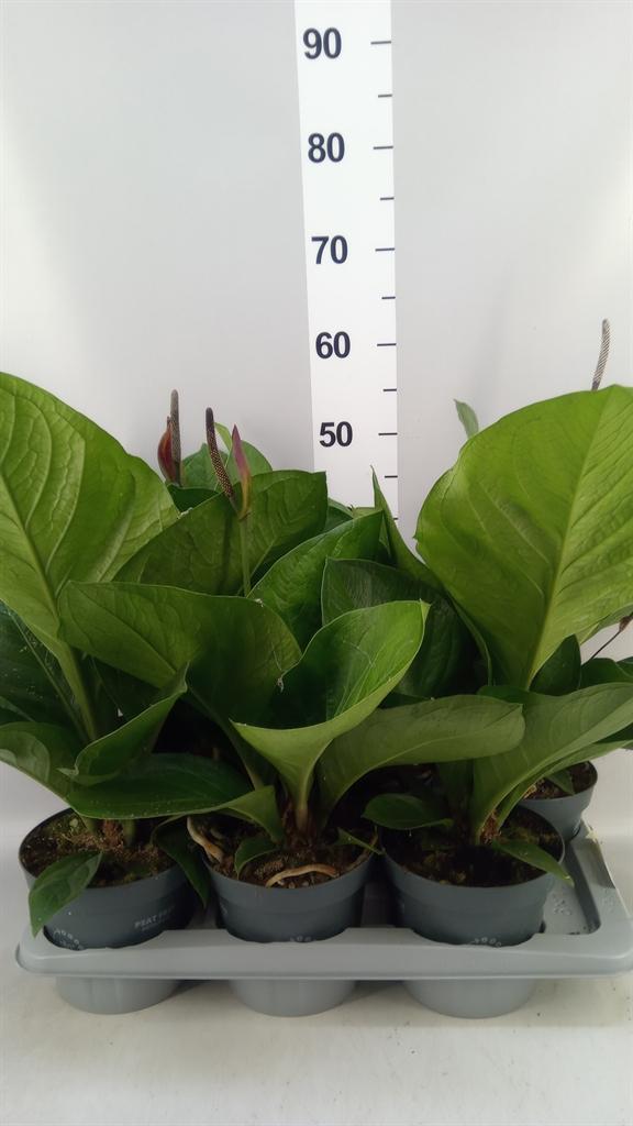 Горшечные цветы и растения оптом Anthurium Crass. karma Birdnest от 6шт из Голландии с доставкой по России