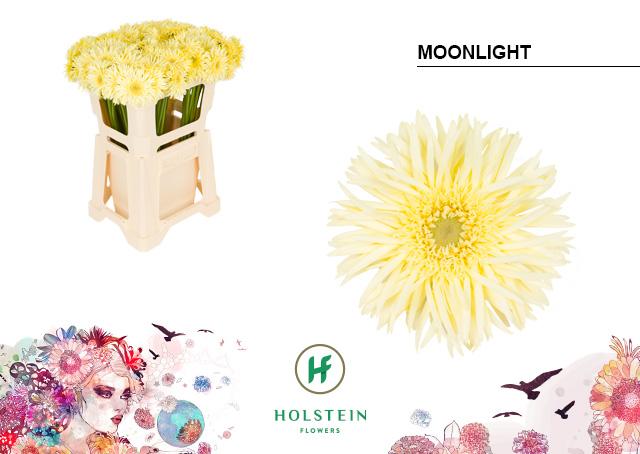 Срезанные цветы оптом Germini gerspider moonlight от 80шт из Голландии с доставкой по России