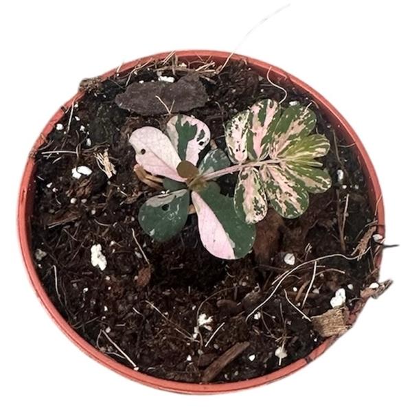 Горшечные цветы и растения оптом Phyllanthus Urinaria Compacta Variegata от 1шт (для телеги) из Голландии с доставкой по России Горшечные цветы и растения оптом Phyllanthus Urinaria Compacta Variegata от 1шт (для телеги) из Голландии с доставкой по России