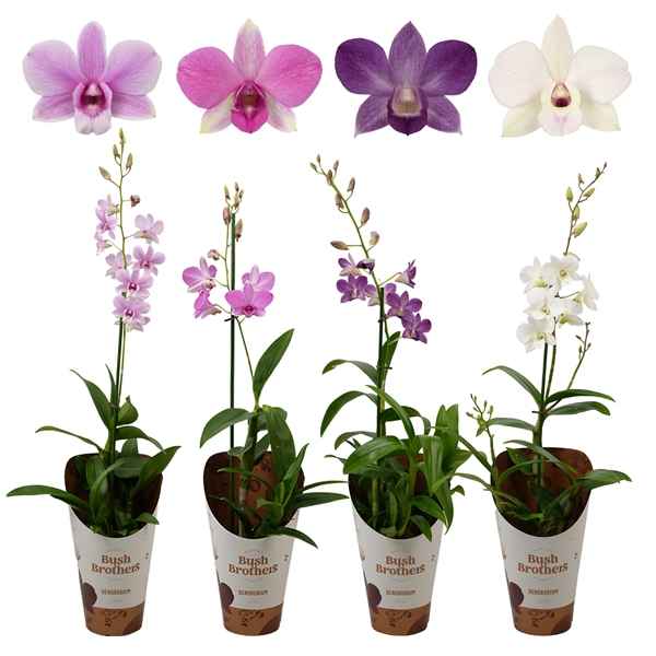 Горшечные цветы и растения оптом Dendrobium 1st Mix  In Potcover от 6шт из Голландии с доставкой по России
