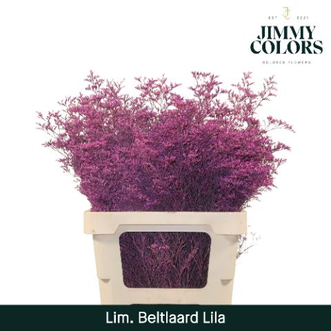 Срезанные цветы оптом Limonium beltlaard paint lila от 25шт из Голландии с доставкой по России