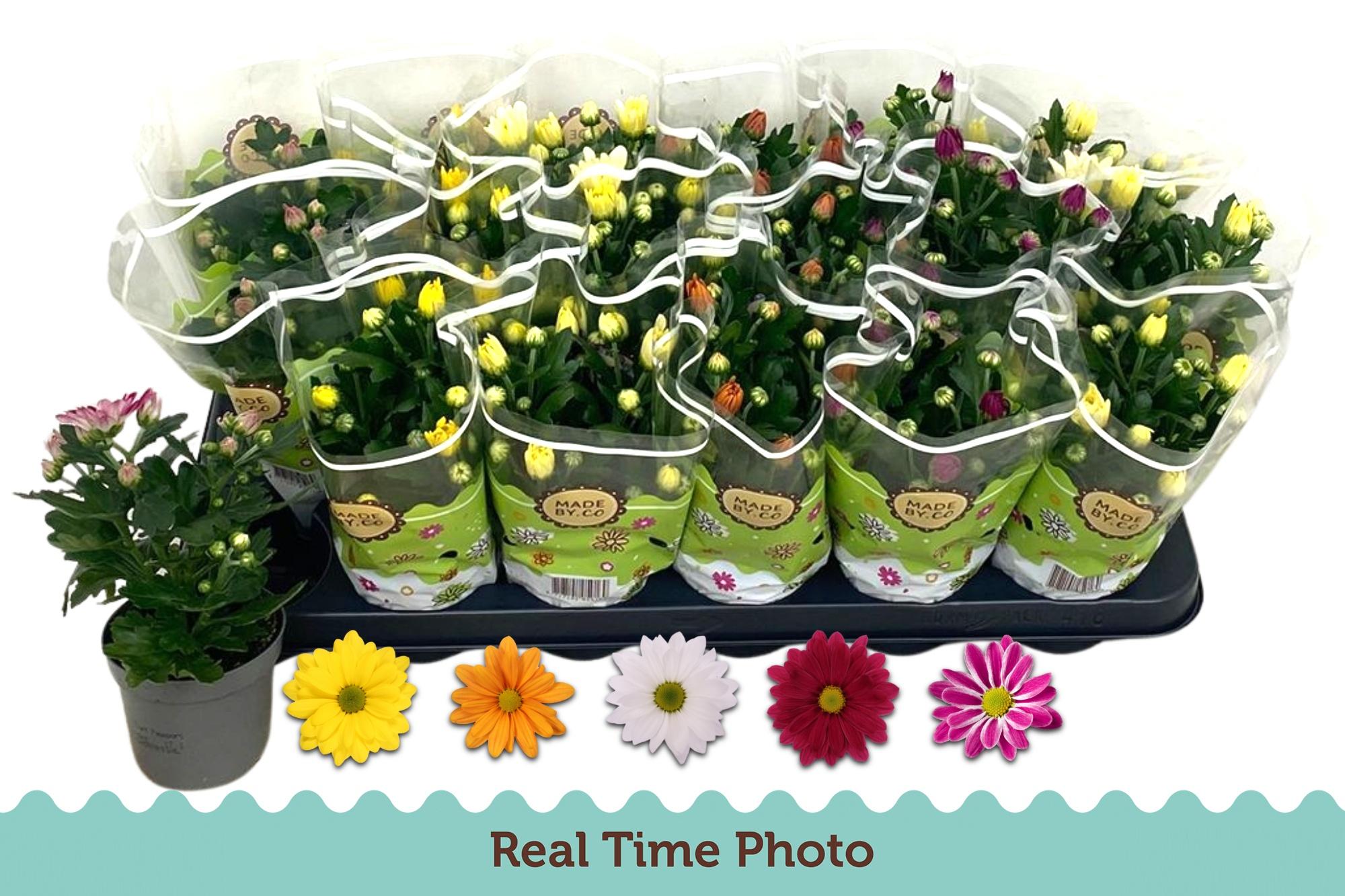 Горшечные цветы и растения оптом Chrys Gem 5 Kl от 18шт (для телеги) из Голландии с доставкой по России