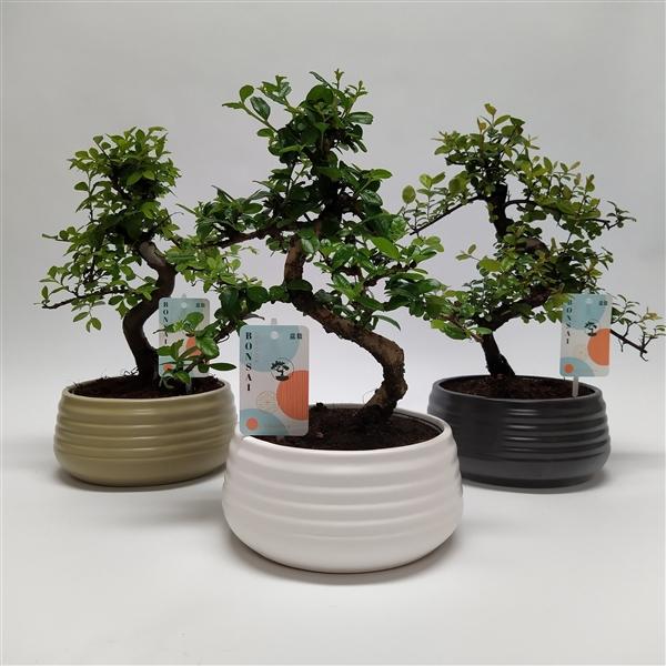Горшечные цветы и растения оптом Bonsai Mix In Spiral Ceramic от 3шт из Голландии с доставкой по России
