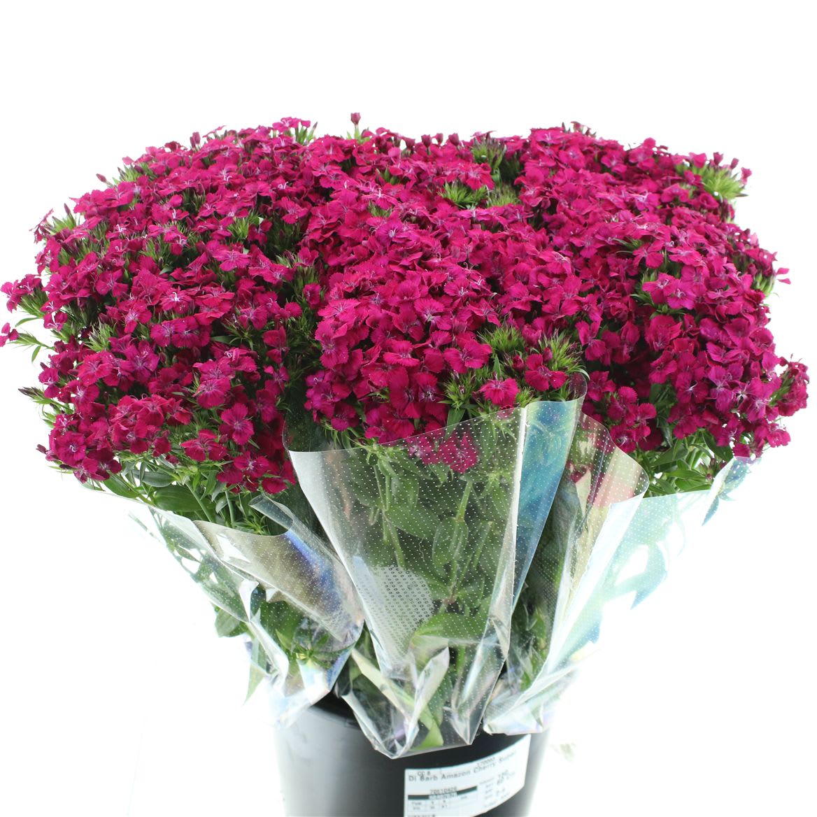 Срезанные цветы оптом Dianthus br amazon neon cherry от 150шт из Голландии с доставкой по России