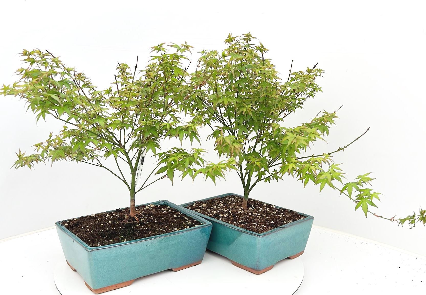 Горшечные цветы и растения оптом Bonsai Acer Palmatum Little Princess от 3шт из Голландии с доставкой по России