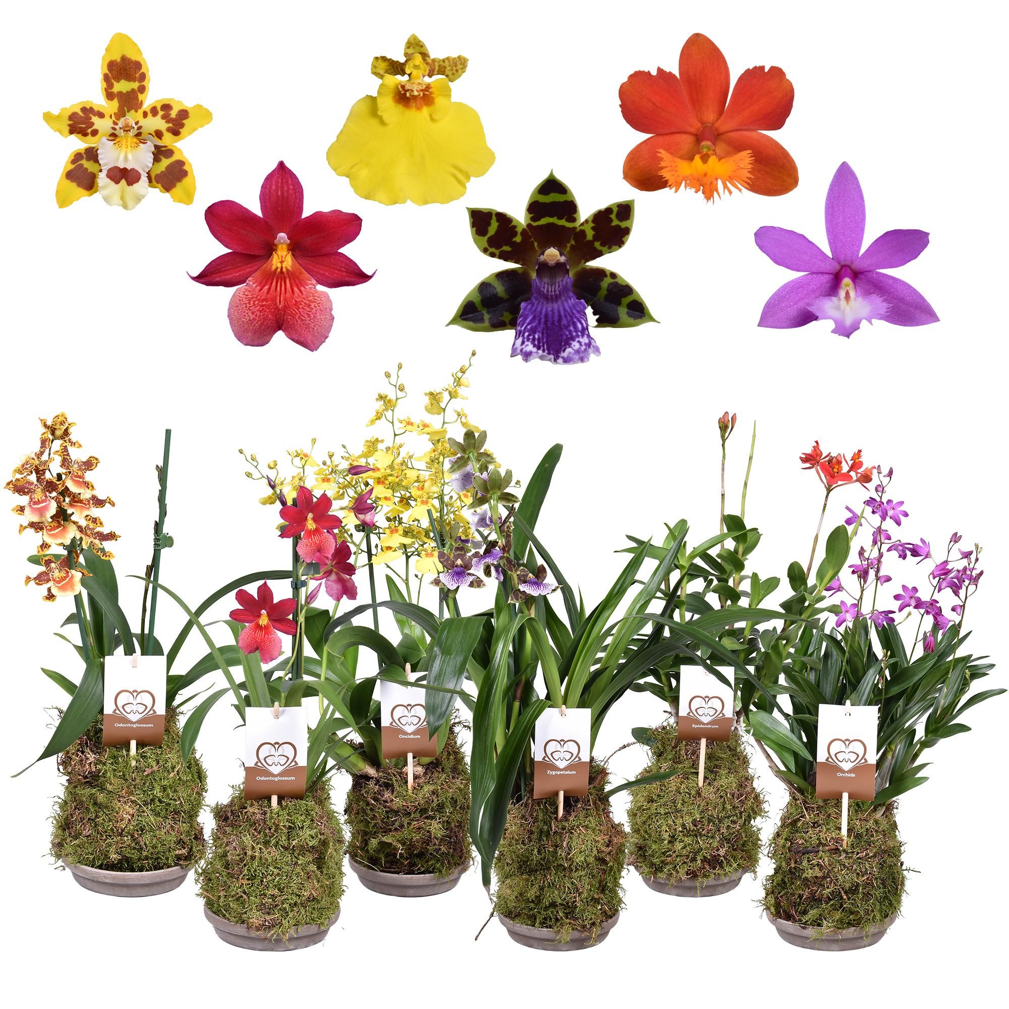 Горшечные цветы и растения оптом Orchids Forrest 2st Terracotta Schaal от 4шт из Голландии с доставкой по России