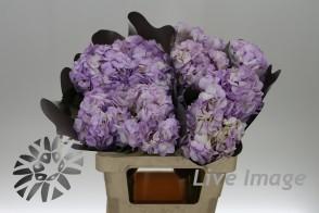 Срезанные цветы оптом Hydrangea milka от 30шт из Голландии с доставкой по России