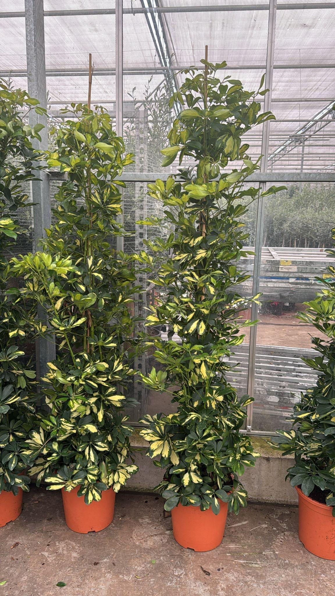 Горшечные цветы и растения оптом Schef Ar Dalton от 1шт из Голландии с доставкой по России