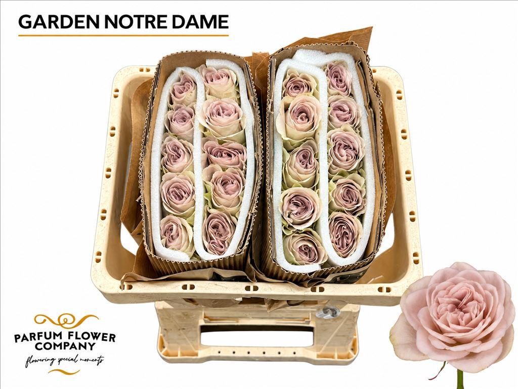 Срезанные цветы оптом Rosa garden notre dame от 24шт из Голландии с доставкой по России