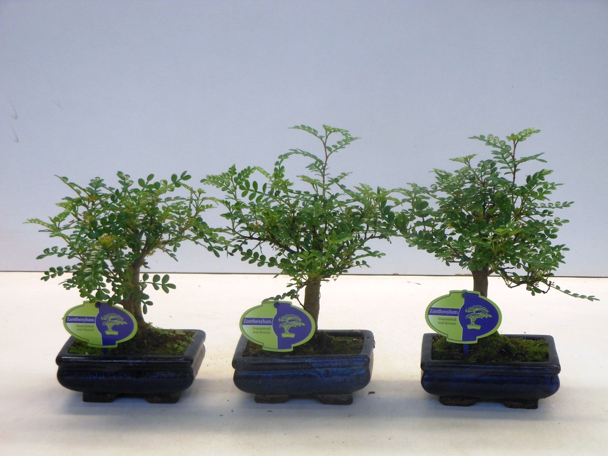 Горшечные цветы и растения оптом Zanthoxylum Piperitum Broom Without Dip Tra от 10шт из Голландии с доставкой по России