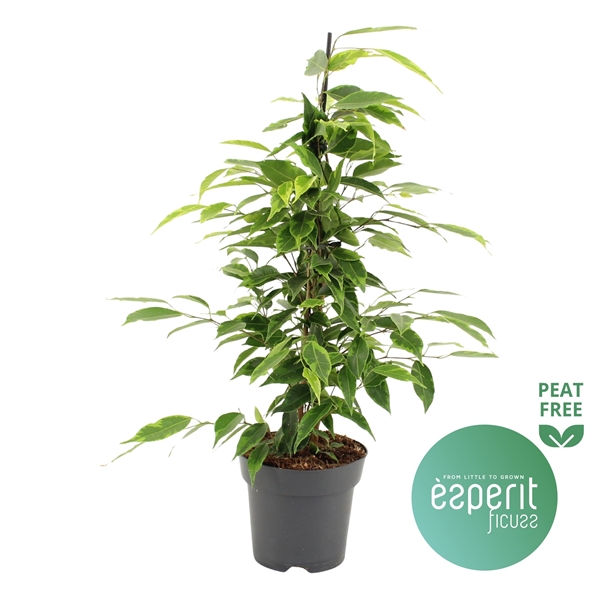 Горшечные цветы и растения оптом Ficus Be Anastasia от 8шт из Голландии с доставкой по России