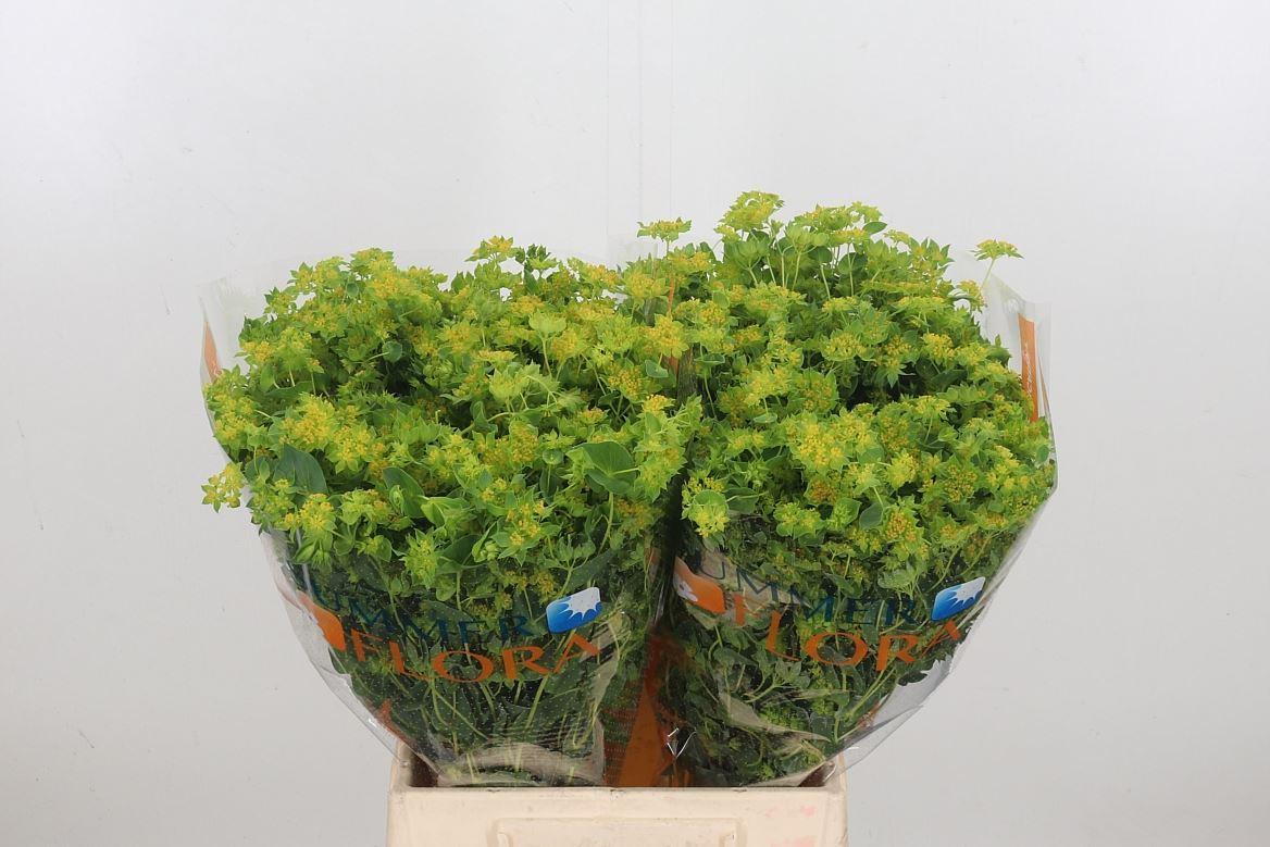 Срезанные цветы оптом Bupleurum griffithii от 150шт из Голландии с доставкой по России