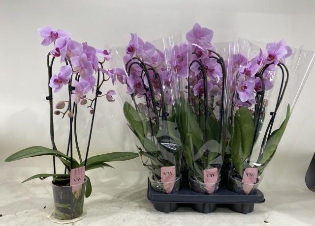 Горшечные цветы и растения оптом Phal Ov Roze от 6шт из Голландии с доставкой по России