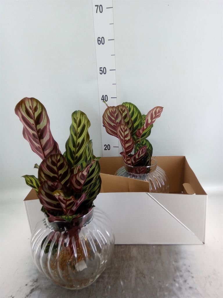 Горшечные цветы и растения оптом Calathea Makoyana от 2шт из Голландии с доставкой по России