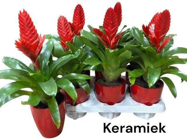 Горшечные цветы и растения оптом Vries Kallisto P от 6шт из Голландии с доставкой по России Горшечные цветы и растения оптом Vries Kallisto P от 6шт из Голландии с доставкой по России