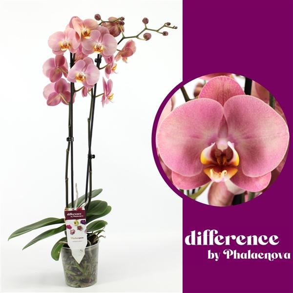 Горшечные цветы и растения оптом Phal 2st Astrid 18+(phalaenova) от 10шт из Голландии с доставкой по России