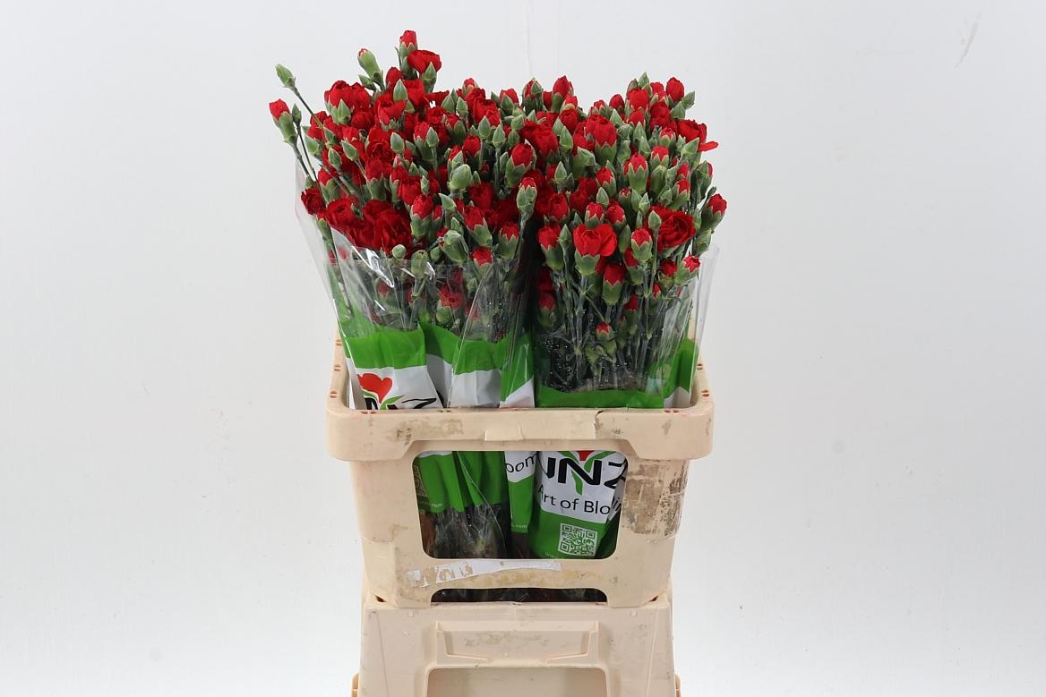 Срезанные цветы оптом Dianthus sp zumba от 100шт из Голландии с доставкой по России