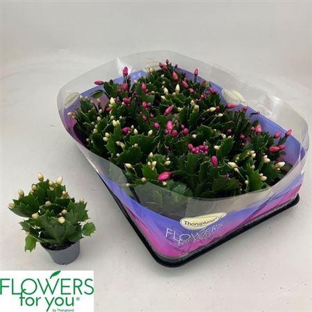 Горшечные цветы и растения оптом Schlumb Gem 3 Kl 15+ от 20шт (для телеги) из Голландии с доставкой по России